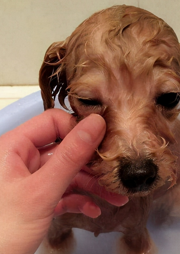泰迪犬褪色怎么办?终于,找到了解决这个问题的方法!_毛发_影响_狗狗