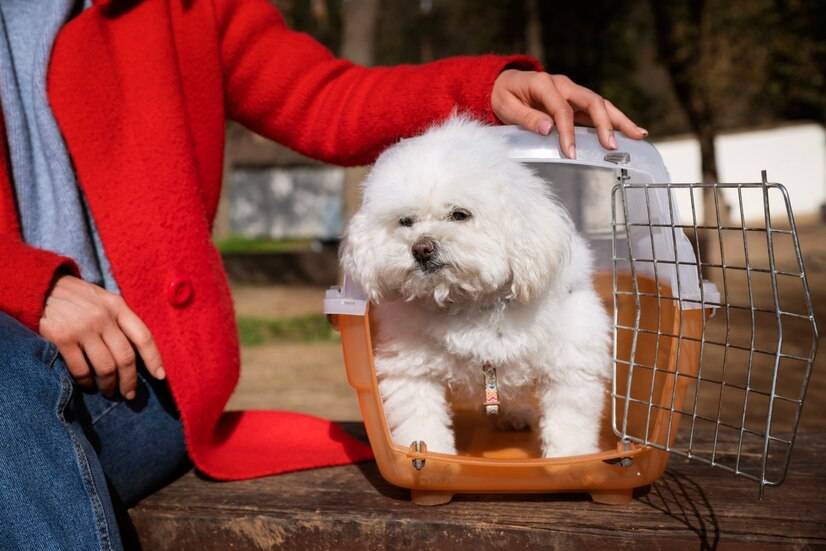 比熊犬天生聰明而易學,通過積極的獎勵和激勵,可以更好地引導它們遵守