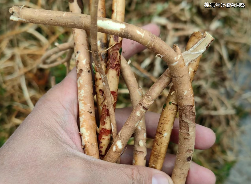 寒山芪药材植株图片图片