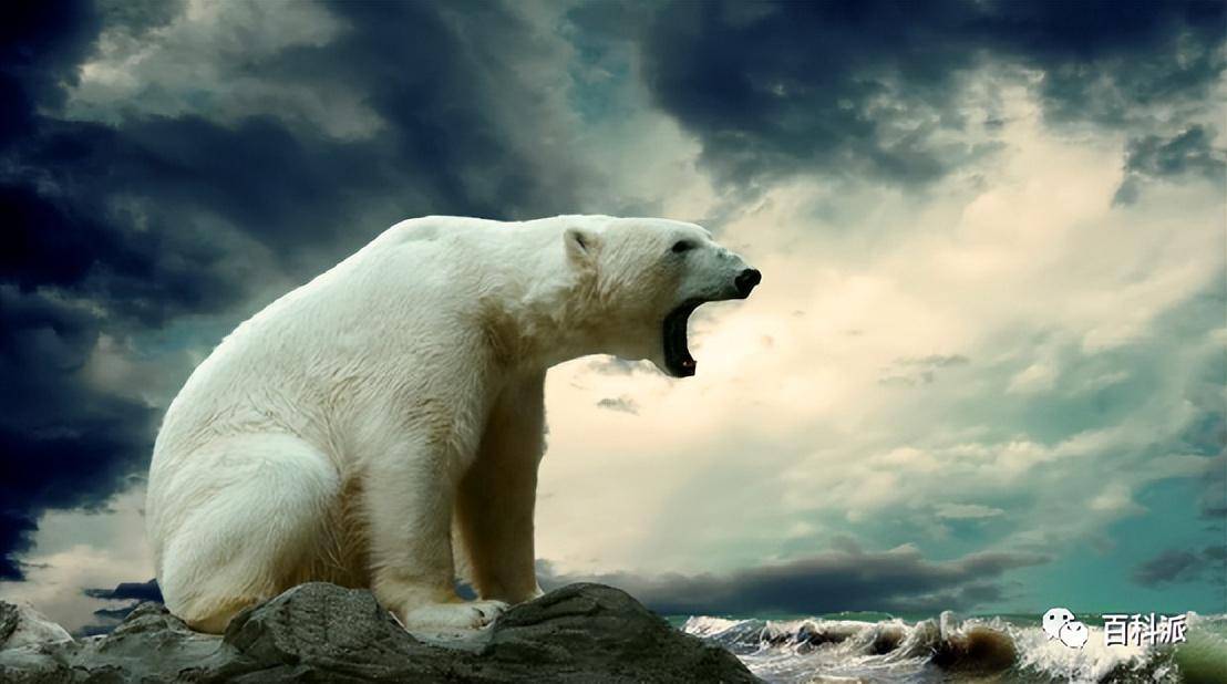 北极冰川不断融化,北极熊数量减少,那能把北极熊运至南极生活吗_地区