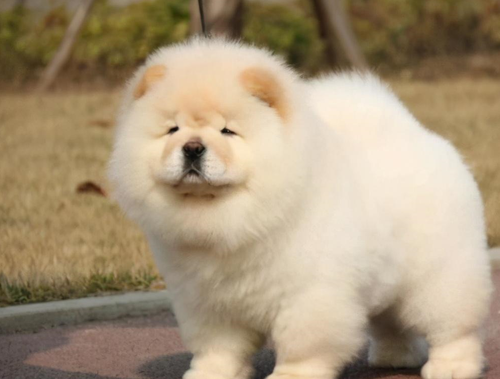 松狮犬常见的5种颜色,你都认全了吗?_黑色_红色_因为