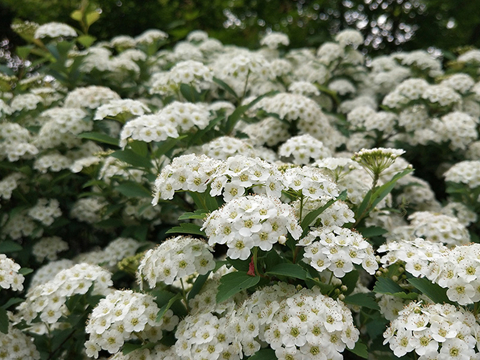 在这个最美季节,寻找美艳麻叶绣线菊