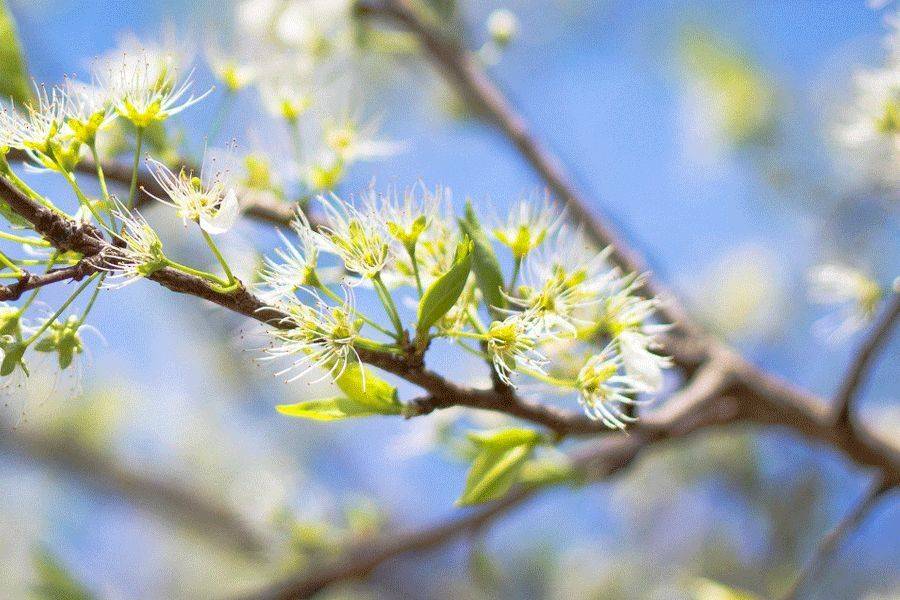 立春,春回大地启新篇_土牛_古人_天子