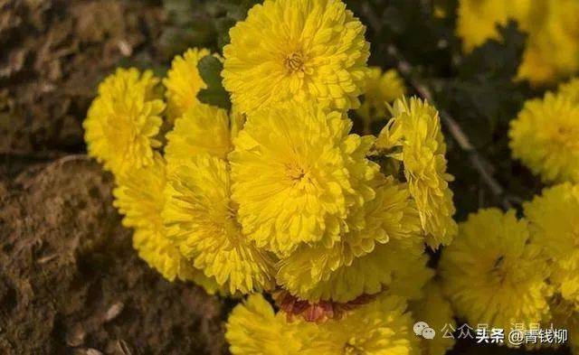 四大怀药之一怀菊花,功效与作用,产地温县正宗一杯好茶_温贤_仁怀