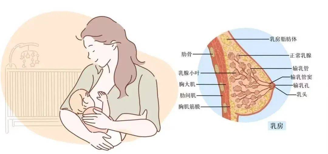 乳腺专家张士云 乳腺炎急性反应期一定要注意这几点