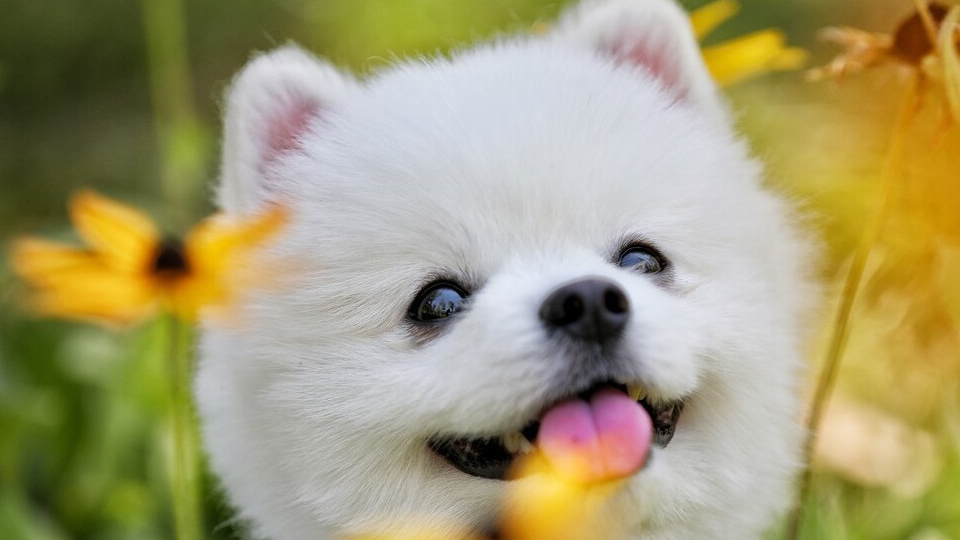 最漂亮的7种狗狗,看看你家狗子上榜了吗?_毛发_主人_气质