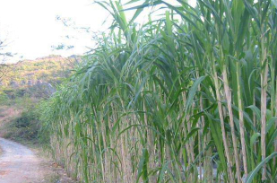 皇竹草_农作物_种植