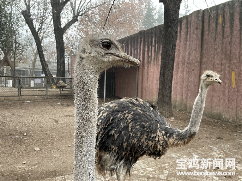 美甲,御寒,加餐 宝鸡动物园里的动物这样过大年_趾甲_修剪_麻醉