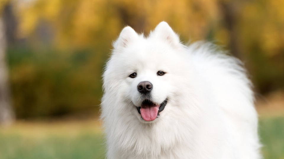 第一名:阿富汗猎犬阿富汗猎犬因一头毛发被称为世界上最美的狗,被誉为