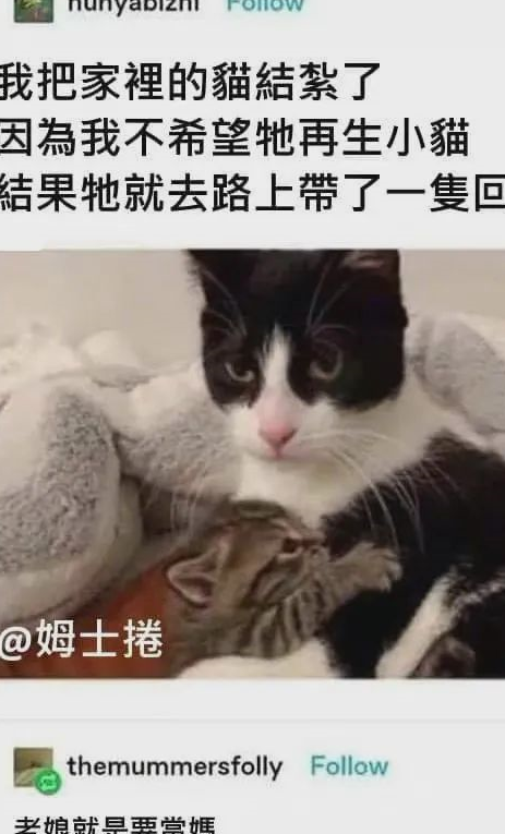 哈哈哈哈哈哈啊!04柯基:我不是真人,但你是真狗!