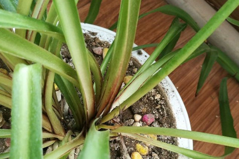 家里的盆栽吊兰烂根了怎么办?不要急,简单的4步,就能