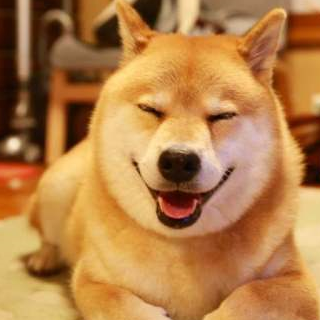 柴犬的几大优点,看完真好想养上一只!_狗狗_是属于_训练