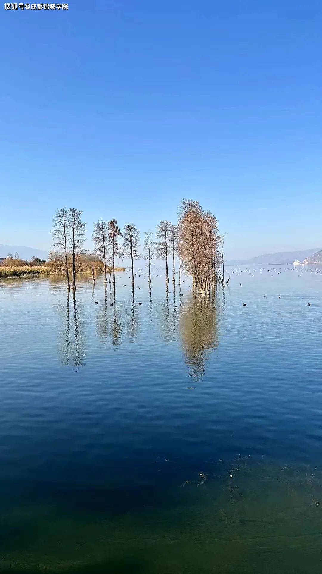 锦城学子用emoji教你如何攻略寒假!