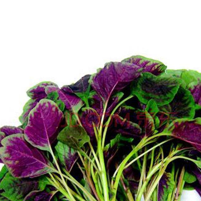 听说这种野菜人多吃可以长寿,在农村常常被用来喂鸡!_苋菜_农名_人体