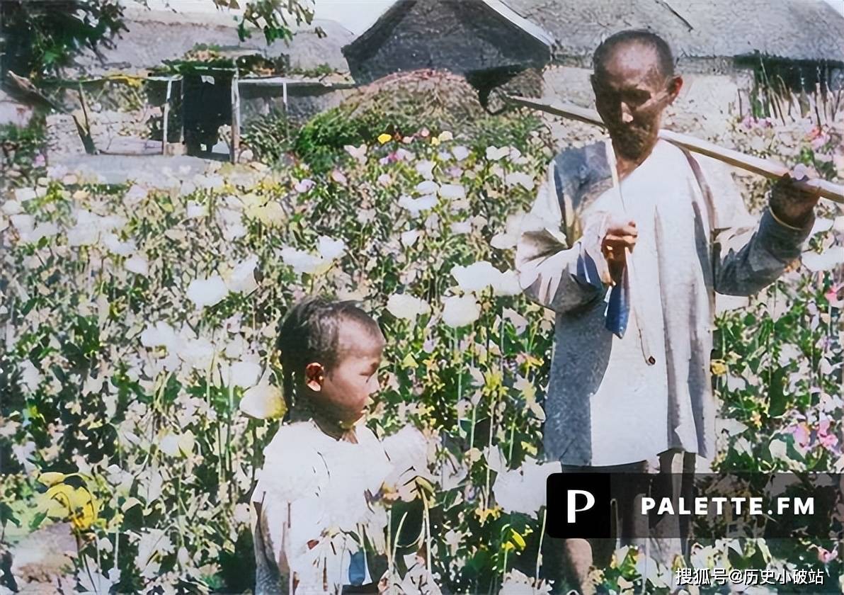 清朝种鸦片图片