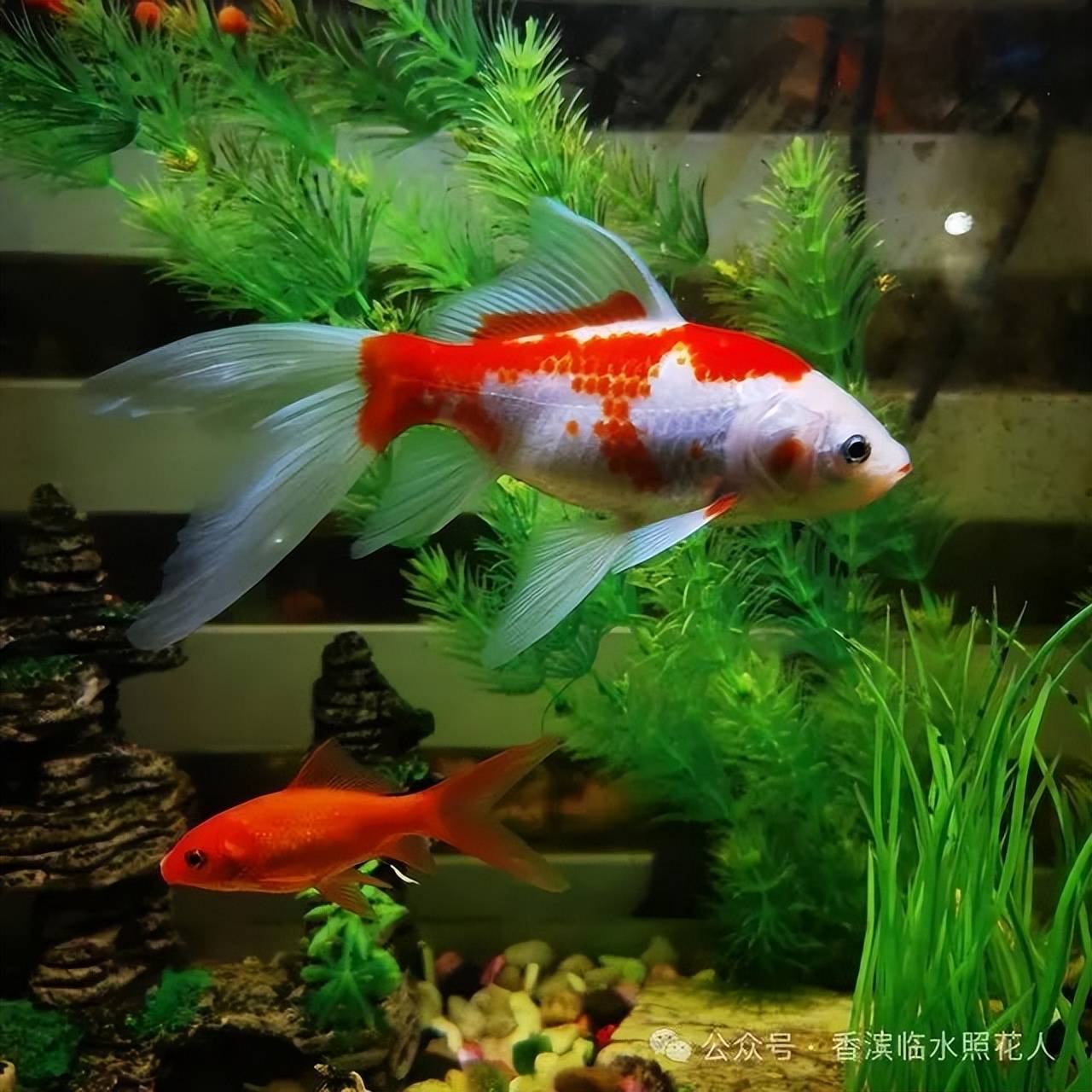 壁紙 動物 魚 魚類 1280_1280