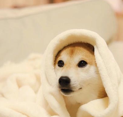 柴犬的几大优点,看完真好想养上一只!_狗狗_是属于_训练