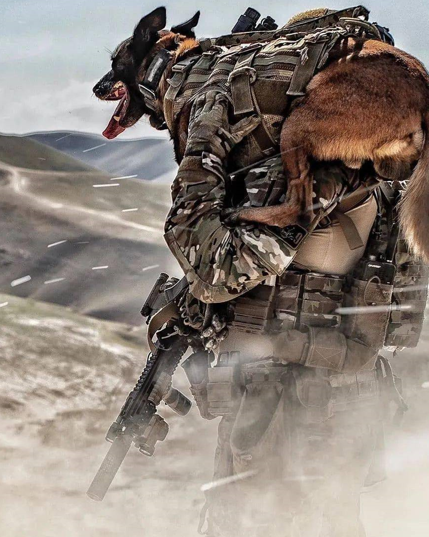 警犬界的新秀:马犬,一只让人不敢养的犬_运动量_攻击性_狗狗