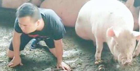 河北农民家中猪圈无故丢猪,无奈报警,专家赶到后乐开了花