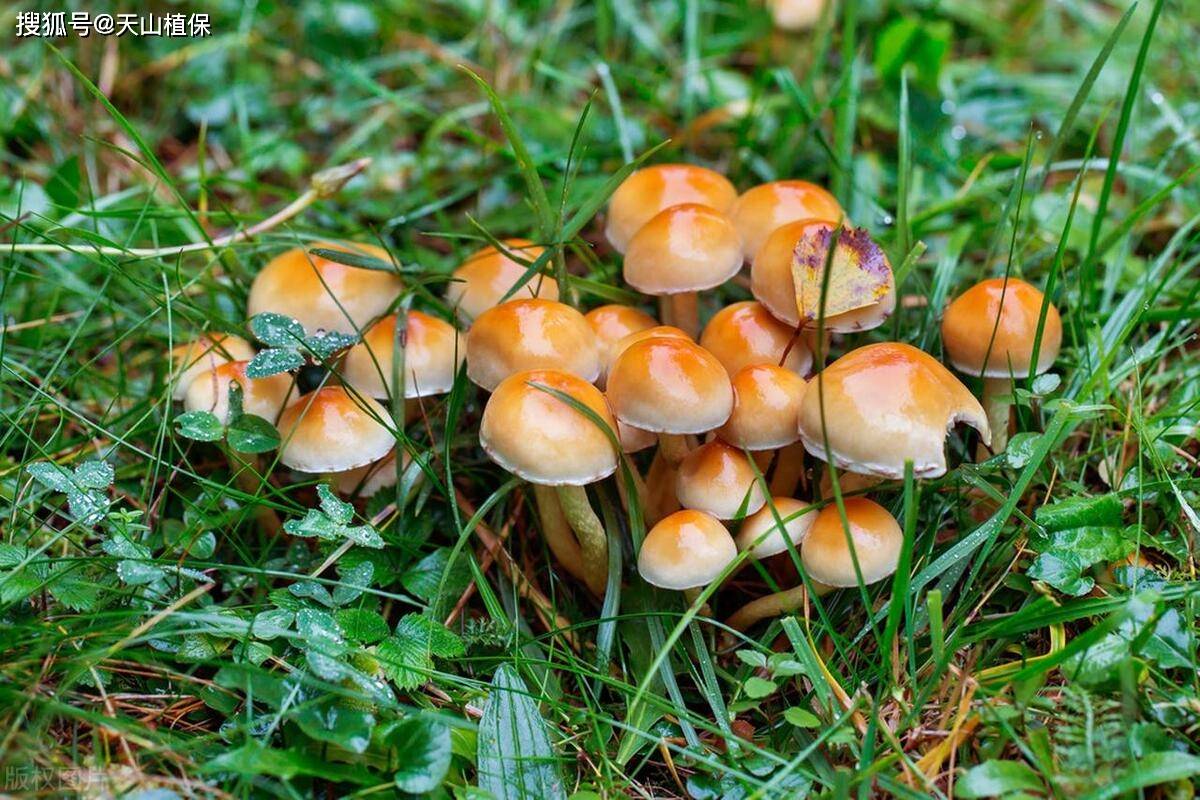 蘑菇的生长环境和条件