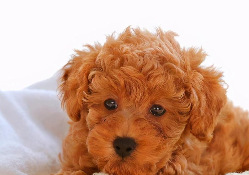 泰迪有这几个表现,宠主就要留意了,可能是"疾病"的!