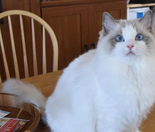 木偶猫的饲养:1,布偶猫肠胃虚弱,养宠物的人最好给他们喂些容易消