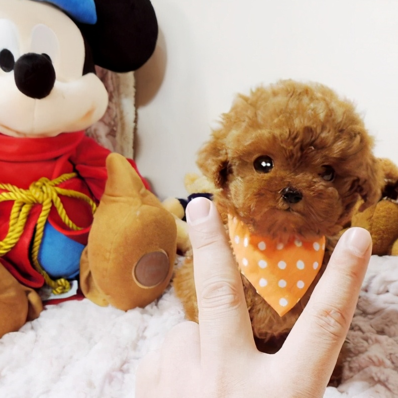 泰迪犬体型这么小,有必要用笼子养吗?