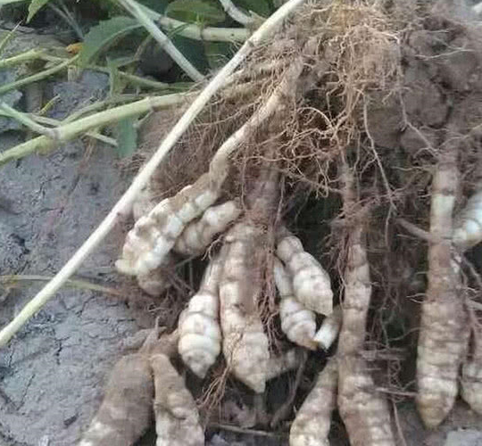 这种地环的营养价值非常的高,很多农村人家一般采摘去熬汤喝,用这地环