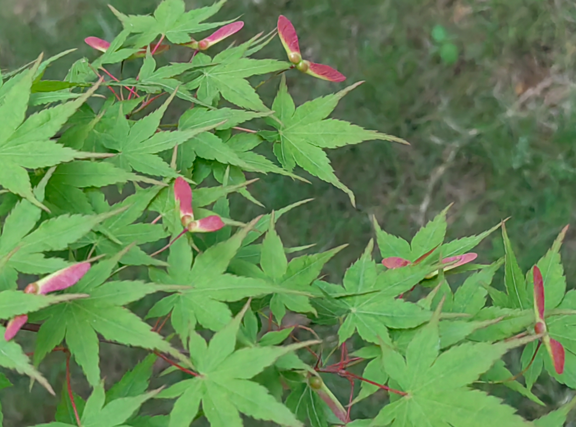 鸡爪槭(学名:acer palmatum thunb.