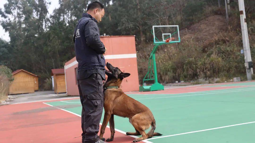 作为新犬的"挞红旅"(小名"雄风"),是贵州省公安厅警犬基地优选繁育
