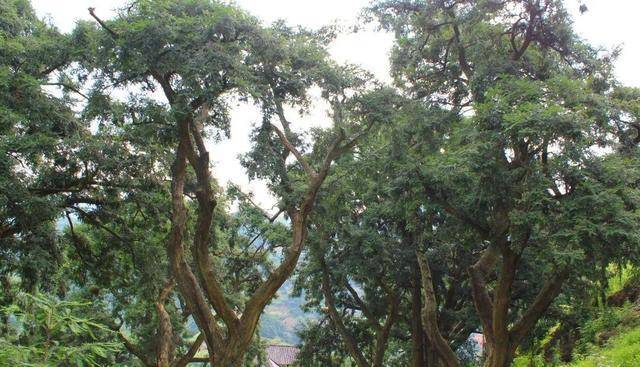 被巨蟒守护的天门山神洞,里面真的住着神仙吗?_谷洞