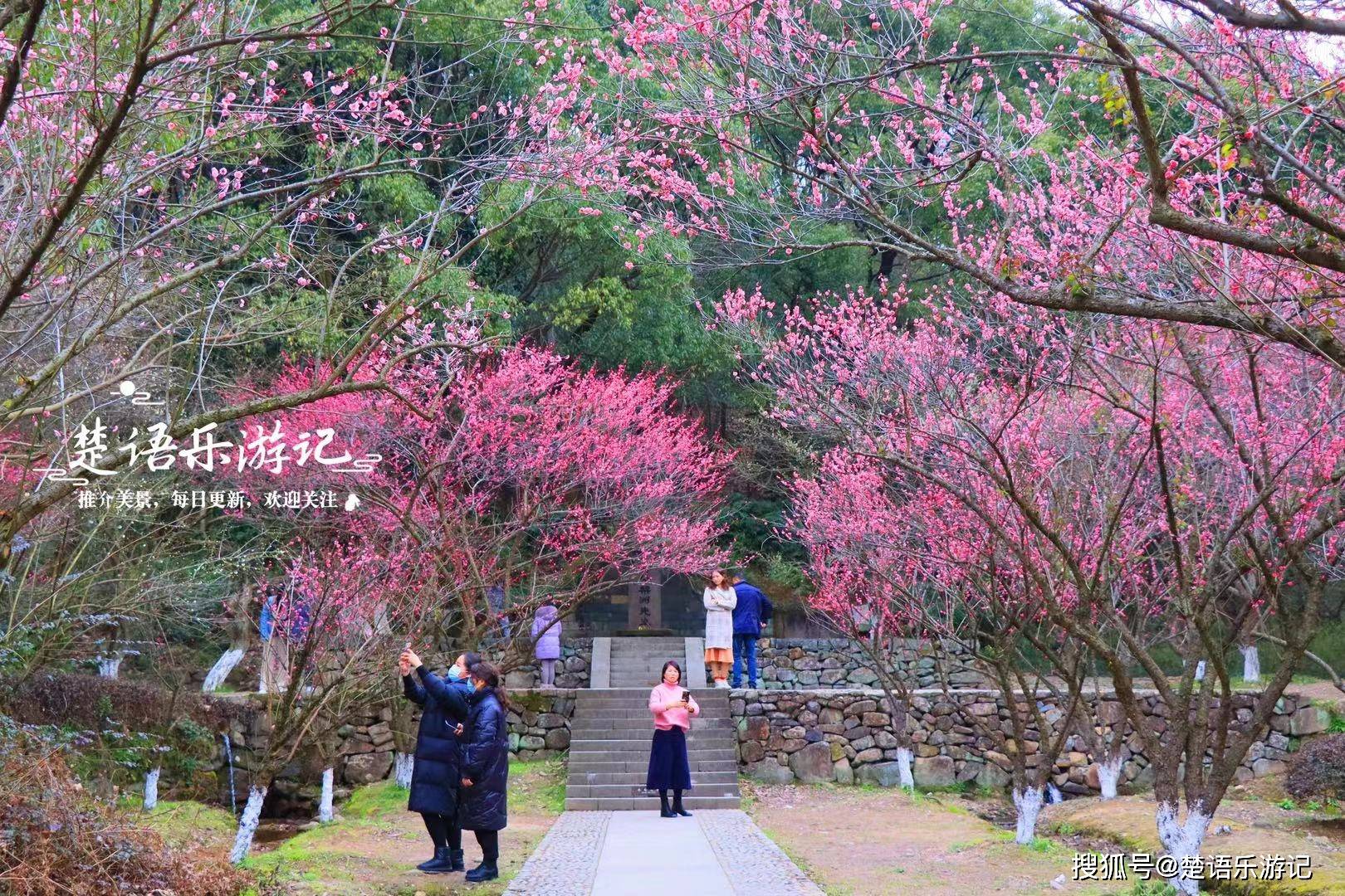 浙江餘姚的幽靜山村,梅林成為網紅打卡地,周邊風光美