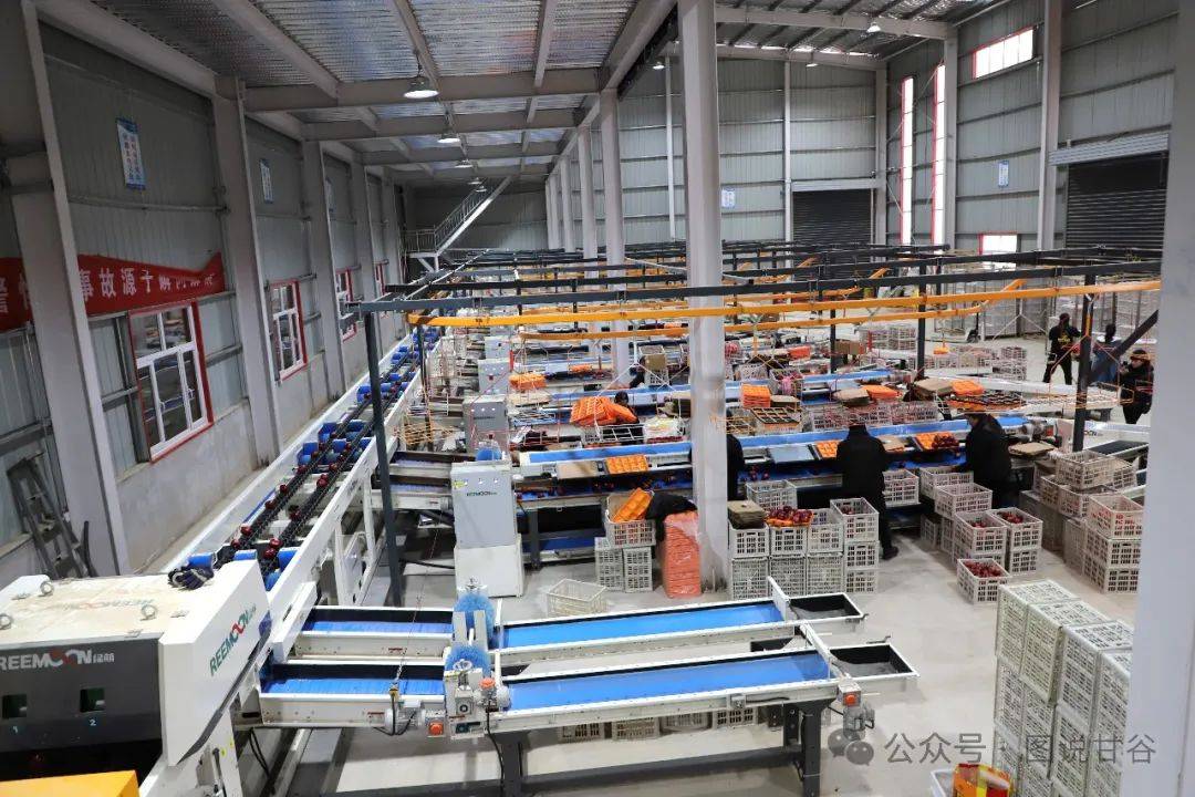 0版全智能现代化苹果分选生产线_果品_销售_员工