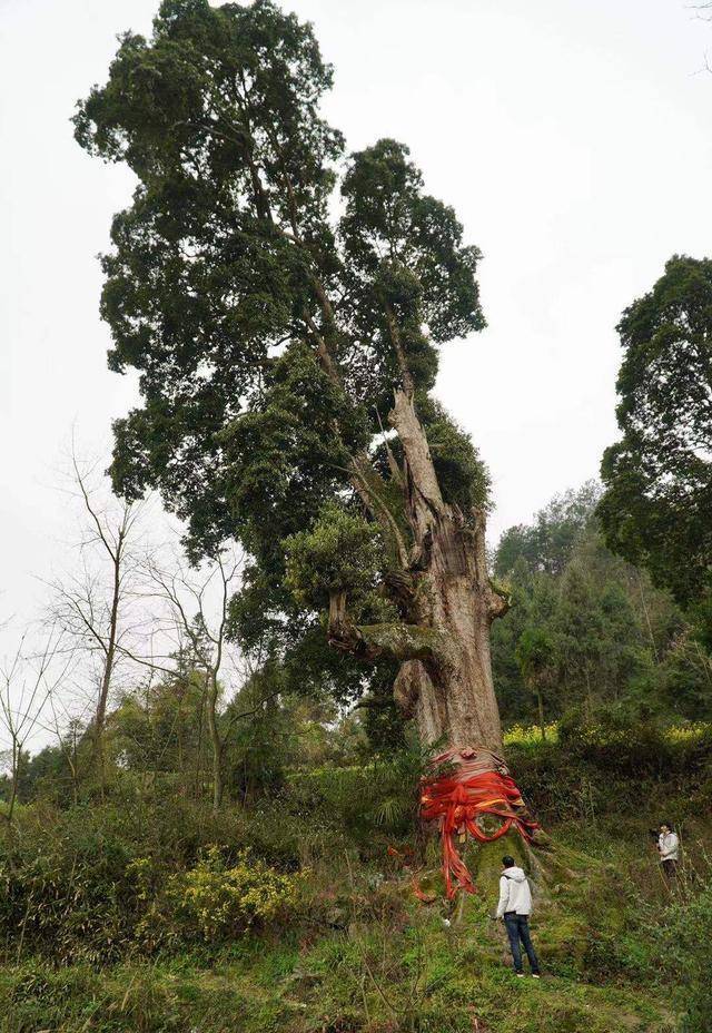 贵州青杠坡金丝楠木图片