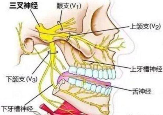 三叉神经位置图片