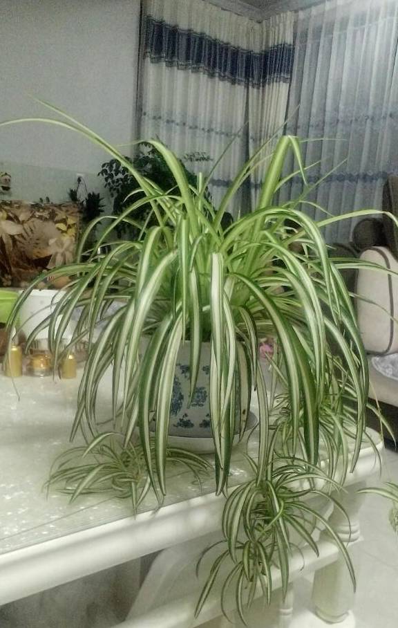 吊兰不长个,抽穗少,稀稀疏疏的,给它补一补,抽穗多到