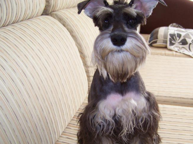 长得像小老头的小狗狗——雪纳瑞,很粘人的一种犬