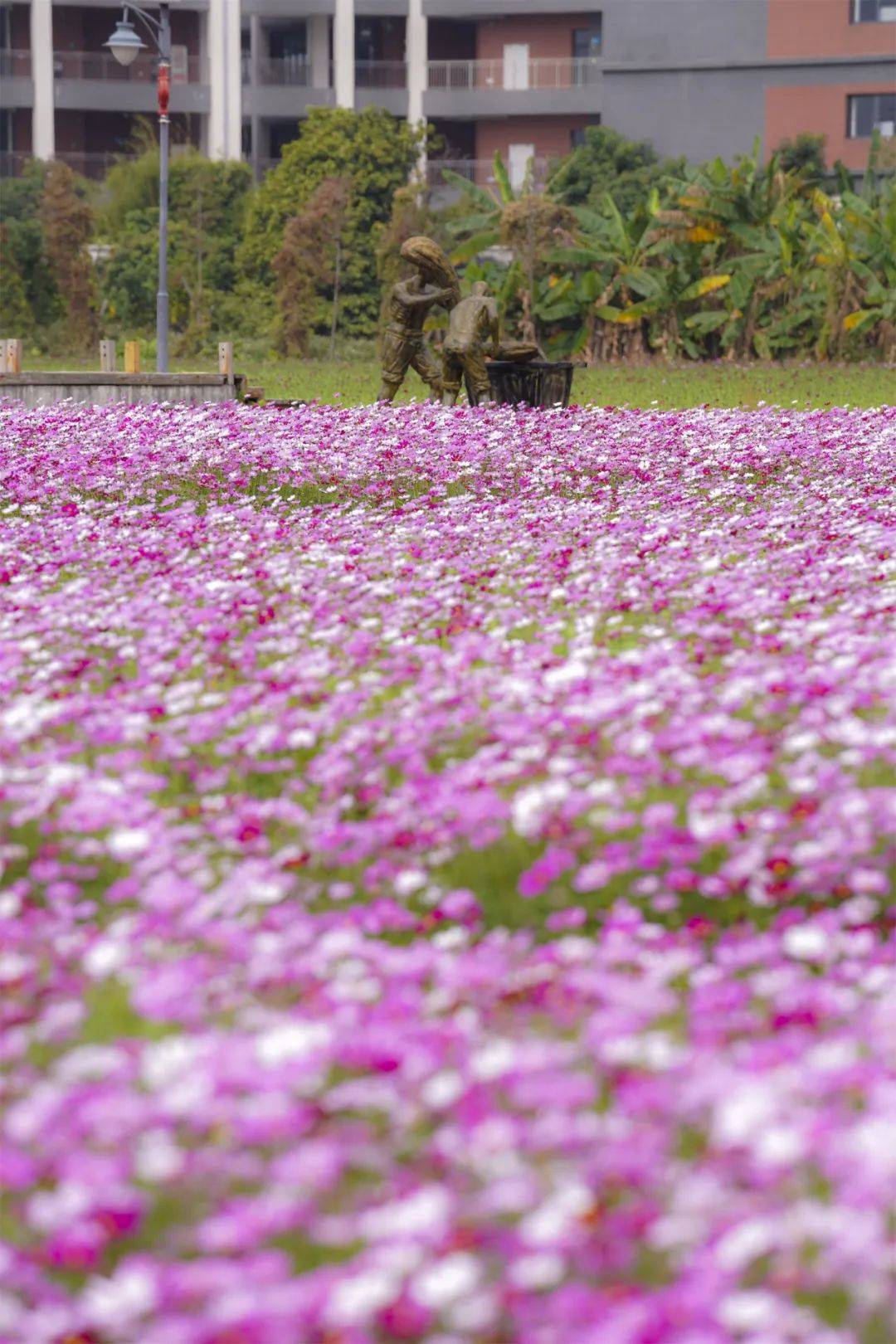 茶山这片花海盛开!关键还免费!冲!