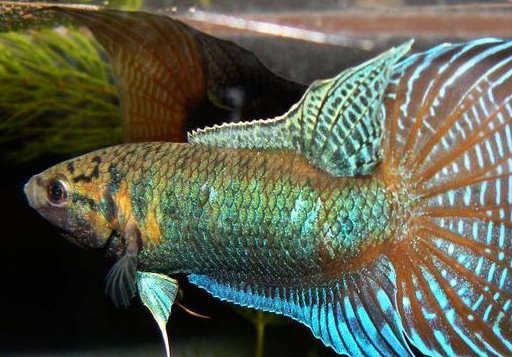 中国斗鱼,是西方人眼里最漂亮的斗鱼!_繁殖_品种_混养