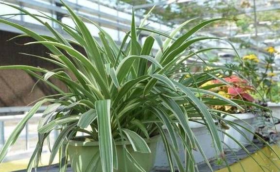 吊兰杂乱不美观,干脆把它剪秃了,彻底改造,来个华丽的