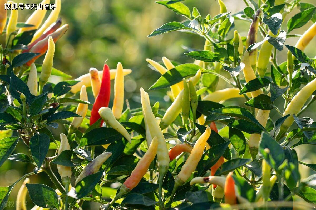 小米椒种植方法与技术