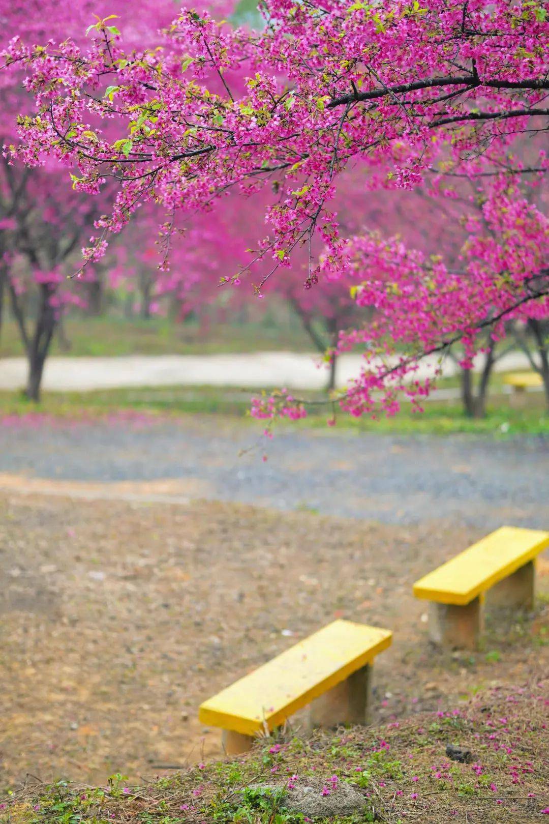 南雄樱花公园图片