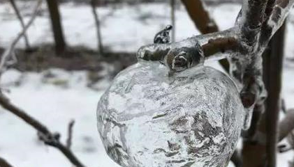 美国极寒天气下,苹果树结出"空心冰苹果",晶莹剔透,像
