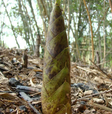 它被称为"笋中之王",1斤可以卖到10元,农民靠它年赚百万_竹笋_野味