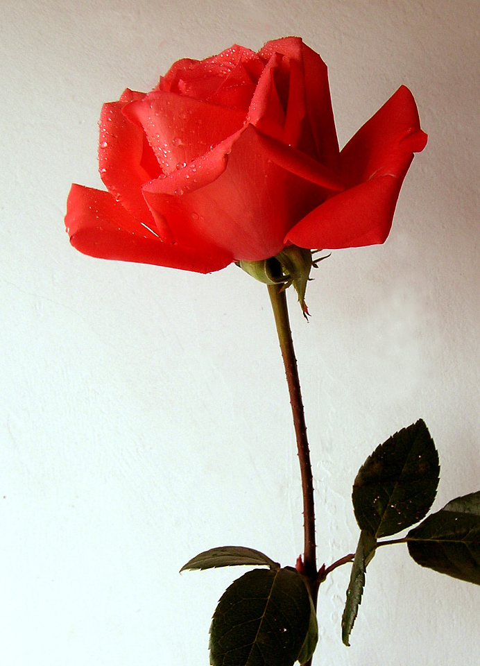 处女座辛丑年春天,分手后另觅真爱_爱人_对象_手机