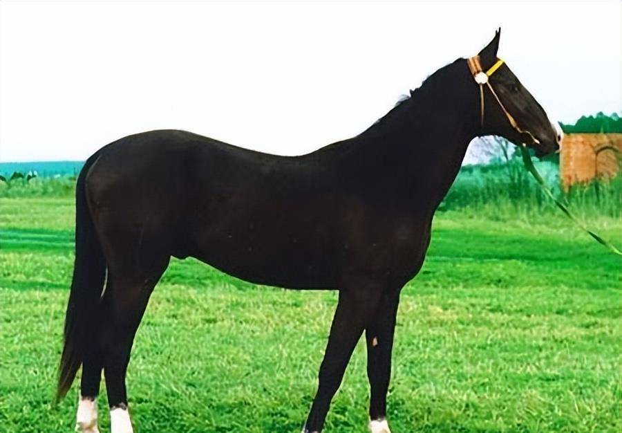 "爪黄飞电"作为千古名驹,速度很快,但它在三国只能排4