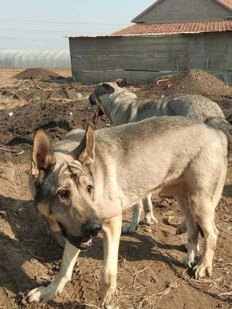 在狼青犬执行任务时,一般都会带上狼青犬专门用于其