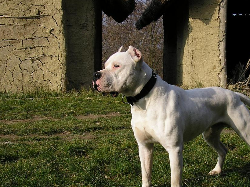 第6名来自南美阿根廷的猛犬杜高,有着"杀猪专业户"的称号,这种猛犬