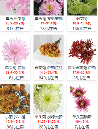 小菊非洲菊简单罗列菊科包括非洲菊,小雏菊,乒乓菊,烟花菊,牡丹菊