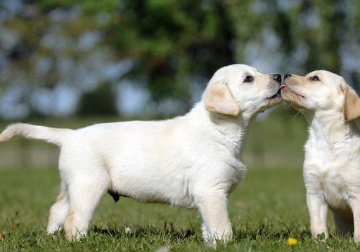 拉布拉多犬纯不纯,看这5点就知道了_拉拉_纯种_建议